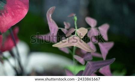 Red butterfly wing plant (Christia vespertilionis) with blurred background