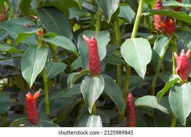 427 Red button ginger flower Images, Stock Photos & Vectors | Shutterstock