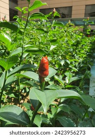 Red Button Ginger plant at Presint 2, Putrajaya Malaysia