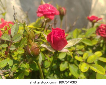 薔薇園 の画像 写真素材 ベクター画像 Shutterstock
