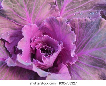 The red cabbage