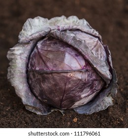Red cabbage