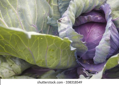 Red Cabbage