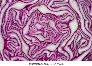 Red Cabbage background. Red cabbage pattern closeup. Red cabbage macro photo - Powered by Shutterstock