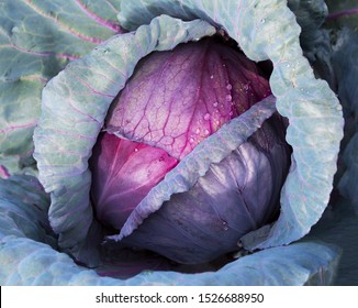  Red Cabbage close up in a farm field. Cabbage with water drop. - Powered by Shutterstock