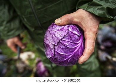 Red Cabbage Farm And Farmer.