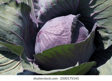 Red cabbage growing in garden. Soon ready to harvest cabbage plant with large green leaves. Lush summer vegetable background. Blue Kraut, Red Kraut or Brassica oleracea. Selective focus.  - Powered by Shutterstock