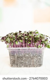 Red Cabbage  microgreens in a plastic container,  peppery and delicious