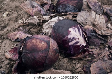 red cabbage on a bare winter field