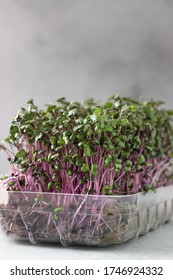 Red cabbage or radish microgreens sprouts in plastic container. Seed germination. Vegan and healthy eating concept.