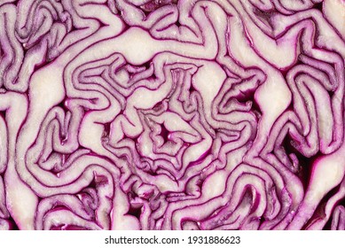 Red Cabbage textured background. Red cabbage pattern close-up. Macro photo. - Powered by Shutterstock