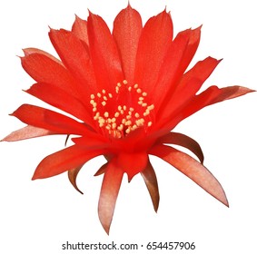 Red Cactus Flower Isolated