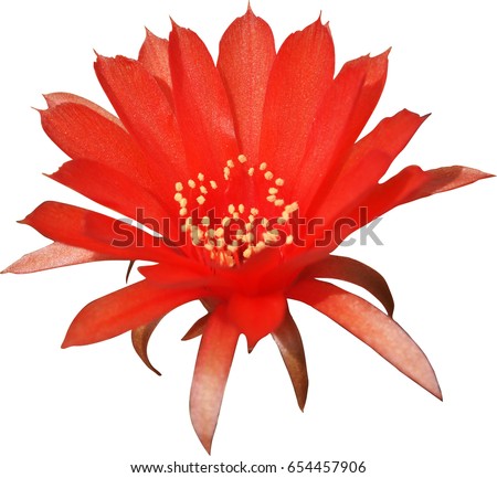 red cactus flower isolated