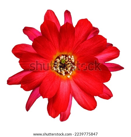 Red cactus flower isolated on white background. Bright red Echinopsis chamaecereus bloom. Lobivia silvestrii Cactus magenta flower. Chamaecereus silvestrii Cactus