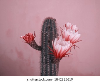 Cactus Bloom Images Stock Photos Vectors Shutterstock