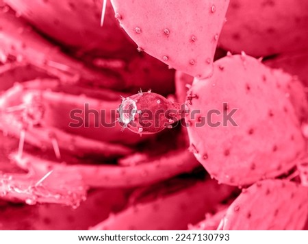 Red cactus fruit close up Prickly pear, Opuntia. Natural background pink vviva magenta trendy colr poster design abstract selective focus soft focus defocused 