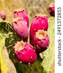 Red cactus fruit on cactus in Grand Canyon National Park