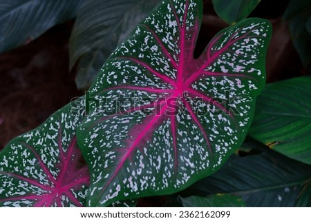 Red caladium has another name, namely bicolor caladium. (Caladium Bicolor). The red caladium ornamental plant has a red color on its leaves.