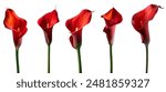 Red Calla lilly on white background