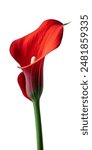 Red Calla lilly on white background