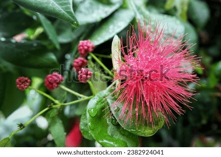 Red Calliandra flower on a background of green leaves in the garden