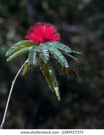 A red Calliandra flower on a branch. Species Calliandra haematocephala. Wild flower.