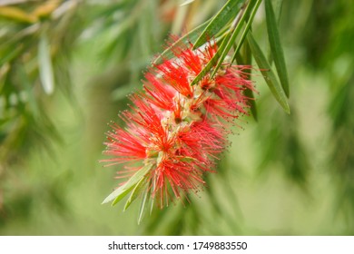 
Red Calligraphy Flower, Attracts Many Hummingbirds