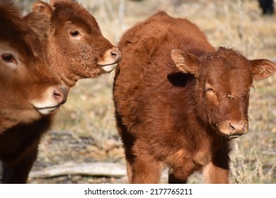 Red Calves On A Colorado Ranch