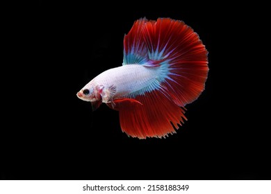 Red cambodian betta fish on black background - Shutterstock ID 2158188349