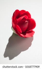 Red Camelia flower on white background