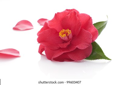 Red Camellia Flower