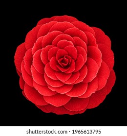 Red camellia flower var. Black Lace  on black background. Red Camellia japonica blossom in full bloom, close up, macro - Powered by Shutterstock