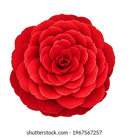Red camellia flower var. Black Lace  isolated on white background. Red Camellia japonica blossom in full bloom, close up