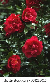 Red Camellia Flowers