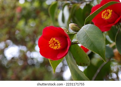 Red camellia flowers are blooming on the tree. - Powered by Shutterstock