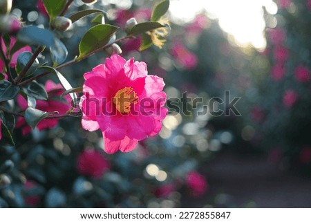 The red camellia is in full bloom with the sunlight