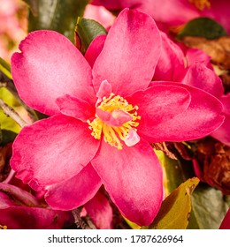 Red Camellia In A Garden At Hughes, ACT, Australia On A Winter Morning In July 2020