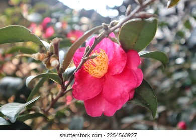 Red camellia japonica in bloom. - Shutterstock ID 2254563927