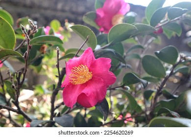 Red Camellia Japonica in bloom. - Shutterstock ID 2254620269