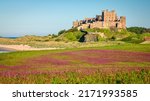 Red Campion crop below Bamburgh Castle, at Bamburgh village on Northumberland