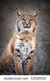 Red Canadian Bobcat.