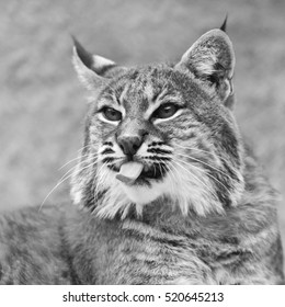 Red Canadian Bobcat With Tongue. Black And White Image.