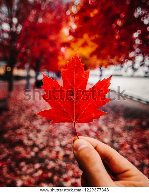 秋 秋の舞台にカナダの紅楓 紅葉が秋の葉と葉のトンネルの中に手で留められる 赤と黄の季節の色 カナダを探検 トロント オンタリオ カナダ の写真素材 今すぐ編集