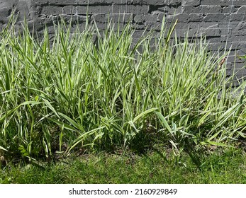 Red Canary Grass In Spring