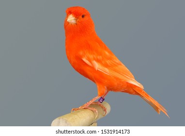 Red Canary Perched In Softbox