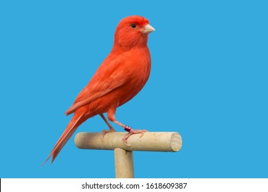 Red Canary Perched In Softbox