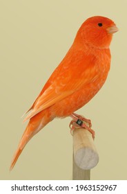 Red Canary Perched In Softbox