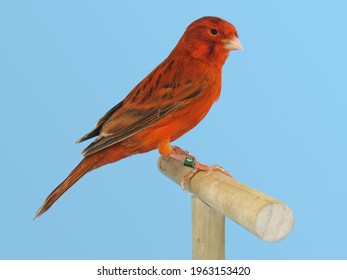 Red Canary Perched In Softbox