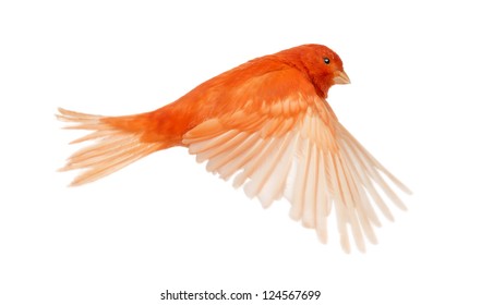 Red Canary Serinus Canaria, Flying Against White Background