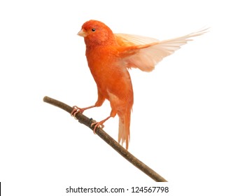 Red canary Serinus canaria, perched on a branch against white background